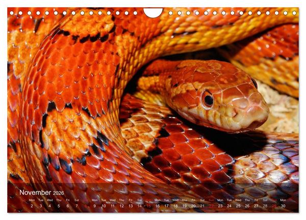 Produktbild: Reptiles Colorful beauties (Wall Calendar 2026 DIN A4 landscape), CALVENDO 12 Month Wall Calendar