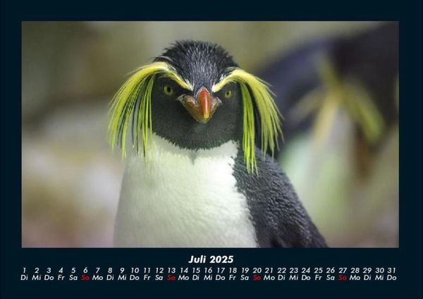 Produktbild: Pinguine & Eisb&auml;ren 2025 Fotokalender DIN A4