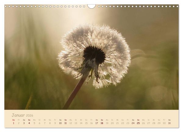 Produktbild: Unscheinbare Sch&ouml;nheit - Pusteblume (Wandkalender 2026 DIN A3 quer), CALVENDO Monatskalender