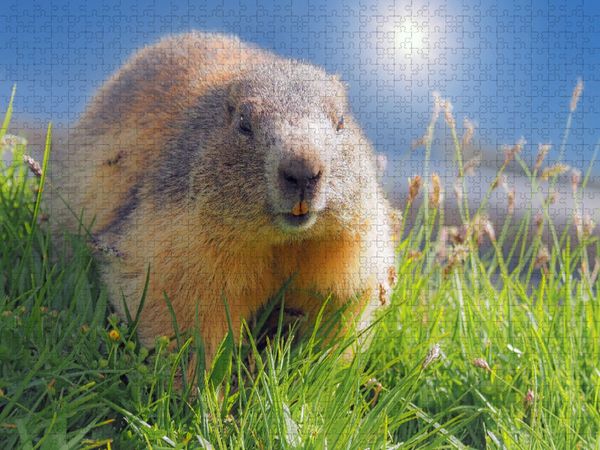 Produktbild: CALVENDO Puzzle Ein Motiv aus dem Kalender Gro&szlig;glockner, Alpen, Murmeltiere & mehr by VogtArt | 1000 Teile Lege-Gr&ouml;&szlig;e 64x48cm Foto-Puzzle f&uuml;r gl&uuml;cklic