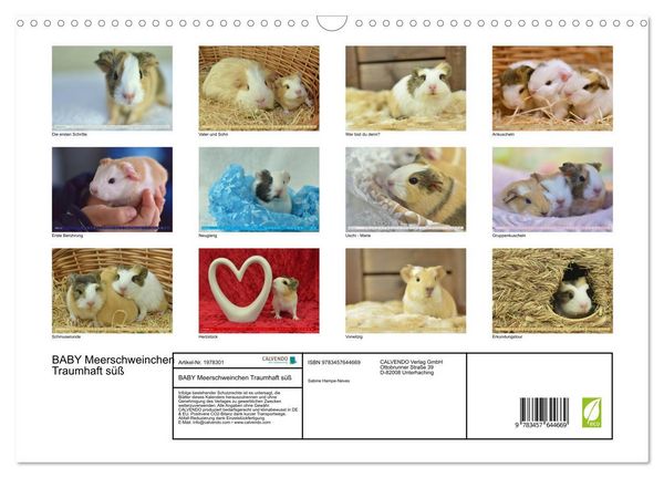 Produktbild: BABY Meerschweinchen Traumhaft s&uuml;&szlig; (Wandkalender 2026 DIN A3 quer), CALVENDO Monatskalender