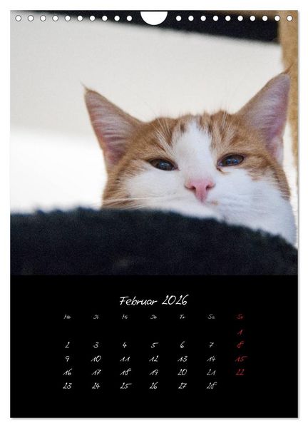 Produktbild: Katzenalltag 2026 (Wandkalender 2026 DIN A4 hoch), CALVENDO Monatskalender