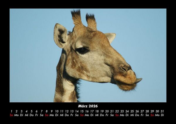 Produktbild: Giraffen 2026 Fotokalender DIN A3