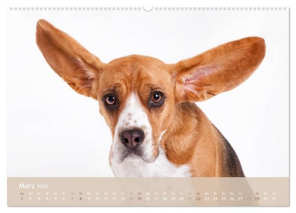 Produktbild: SCHLAPPOHREN (hochwertiger Premium Wandkalender 2026 DIN A2 quer), Kunstdruck in Hochglanz