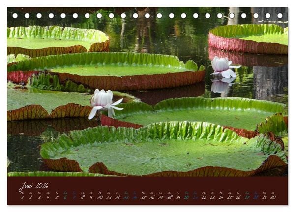 Produktbild: Indische Perle - Mauritius (Tischkalender 2026 DIN A5 quer), CALVENDO Monatskalender