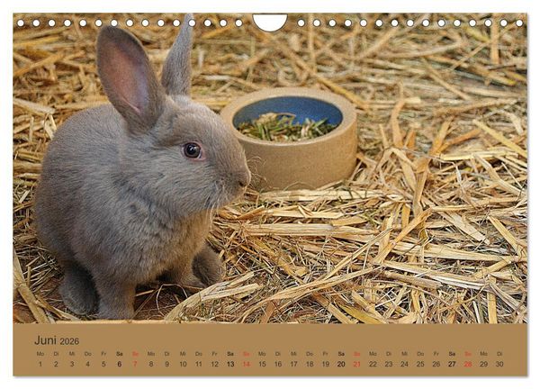 Produktbild: Rex - Kaninchen (Wandkalender 2026 DIN A4 quer), CALVENDO Monatskalender