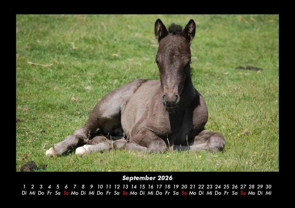 Produktbild: Tierkalender 2026 Fotokalender DIN A3