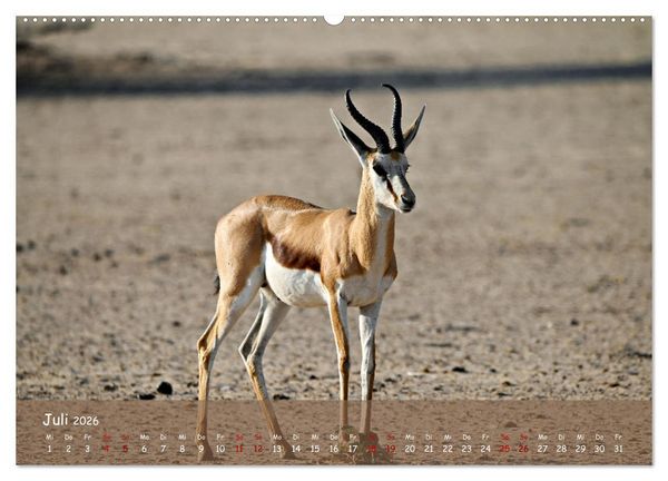 Produktbild: Kgalagadi - Fauna und Wildtiere in der Kalahari (hochwertiger Premium Wandkalender 2026 DIN A2 quer), Kunstdruck in Hochglanz