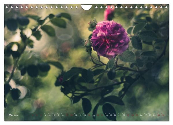 Produktbild: Die Welt der Alten Rosen (Wandkalender 2026 DIN A4 quer), CALVENDO Monatskalender