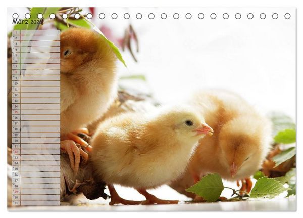 Produktbild: Tierisches aus der K&uuml;ken-Welt (Tischkalender 2026 DIN A5 quer), CALVENDO Monatskalender