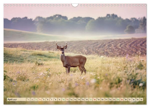 Produktbild: Zwischen den Feldern (Wandkalender 2027 DIN A3 quer), CALVENDO Monatskalender