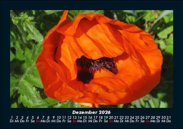 Produktbild: Pflanzen und Bl&uuml;ten 2026 Fotokalender DIN A5