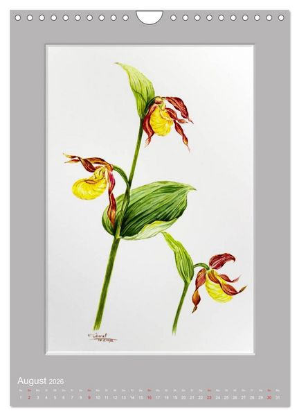 Produktbild: Alpenblumen Aquarelle aus Tirol (Wandkalender 2026 DIN A4 hoch), CALVENDO Monatskalender