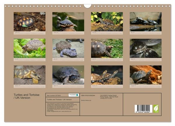 Produktbild: Turtles and Tortoise / UK-Version (Wall Calendar 2026 DIN A3 landscape), CALVENDO 12 Month Wall Calendar