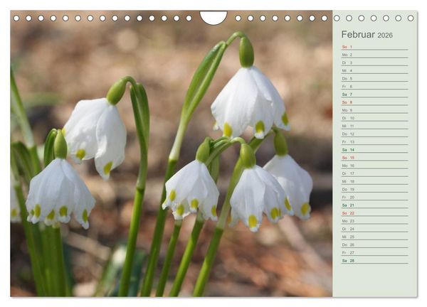 Produktbild: Liebenswerte Gl&ouml;ckchen (Wandkalender 2026 DIN A4 quer), CALVENDO Monatskalender