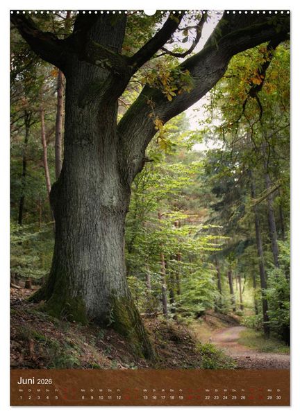 Produktbild: Klimaretter Baum (hochwertiger Premium Wandkalender 2026 DIN A2 hoch), Kunstdruck in Hochglanz
