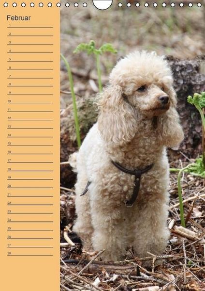 Produktbild: Pudel / Geburtstagskalender (Wandkalender immerw&auml;hrend DIN A4 hoch)