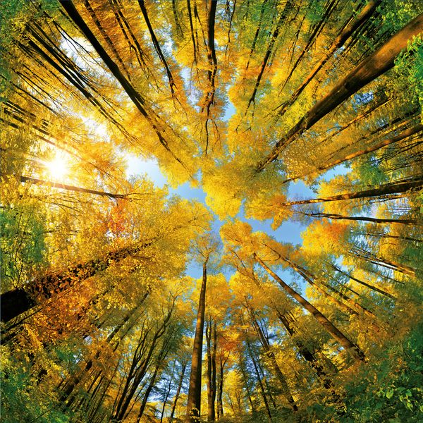 Produktbild: Trees 2027