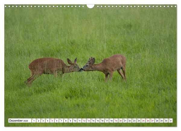 Produktbild: Anmut mit sanften Augen - Rehwild in der freien Natur (Wandkalender 2026 DIN A3 quer), CALVENDO Monatskalender