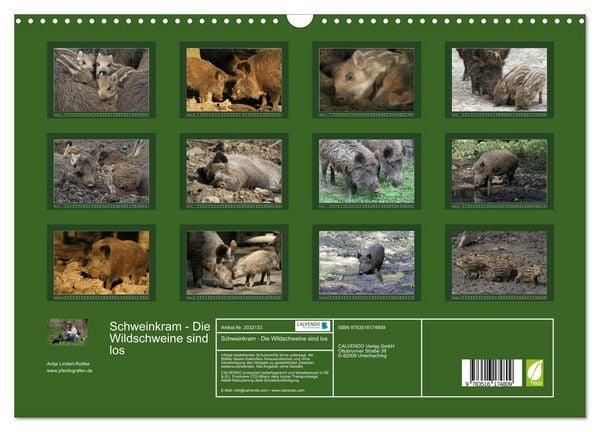 Produktbild: Schweinkram - Die Wildschweine sind los (Wandkalender 2026 DIN A3 quer), CALVENDO Monatskalender