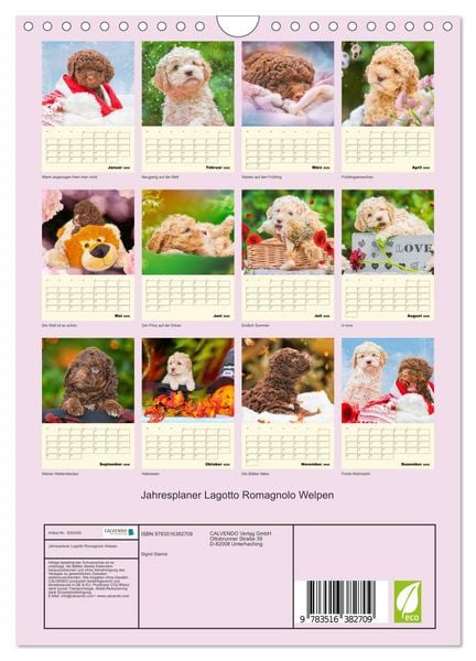 Produktbild: Jahresplaner Lagotto Romagnolo Welpen (Wandkalender 2026 DIN A4 hoch), CALVENDO Monatskalender