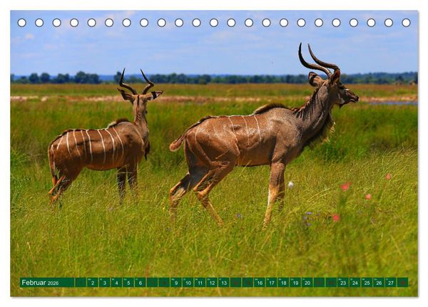 Produktbild: Botswana- Pirschfahrt mit Garantie auf Wildlife (Tischkalender 2026 DIN A5 quer), CALVENDO Monatskalender
