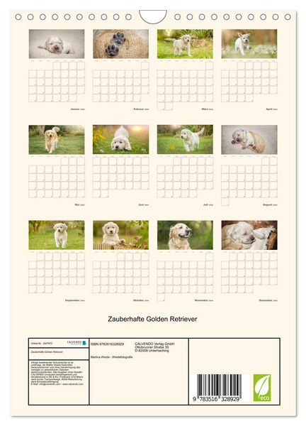 Produktbild: Zauberhafte Golden Retriever (Wandkalender 2026 DIN A4 hoch), CALVENDO Monatskalender