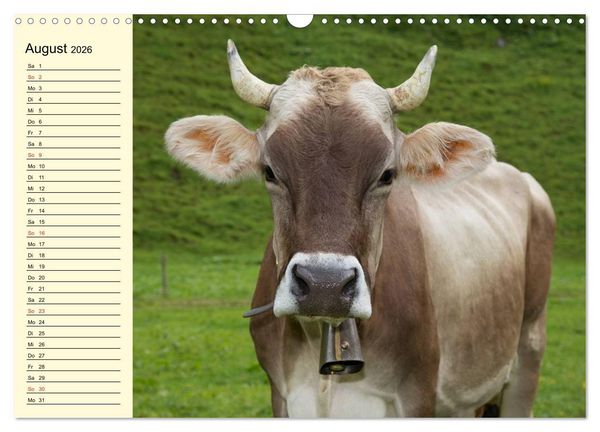 Produktbild: Gl&uuml;ckliche K&uuml;he auf saftigen Wiesen (Wandkalender 2026 DIN A3 quer), CALVENDO Monatskalender