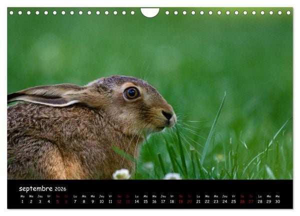 Produktbild: La nature pr&egrave;s de chez vous (Calendrier mural 2026 DIN A4 vertical), CALVENDO calendrier mensuel