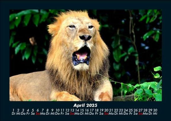Produktbild: Welt der Tiere 2025 Fotokalender DIN A5