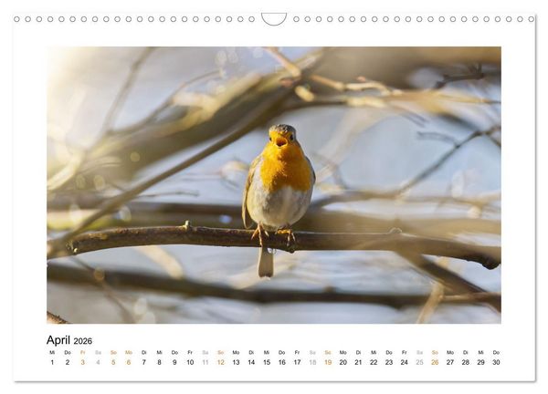 Produktbild: Zauberhafte Rotkehlchen (Wandkalender 2026 DIN A3 quer), CALVENDO Monatskalender