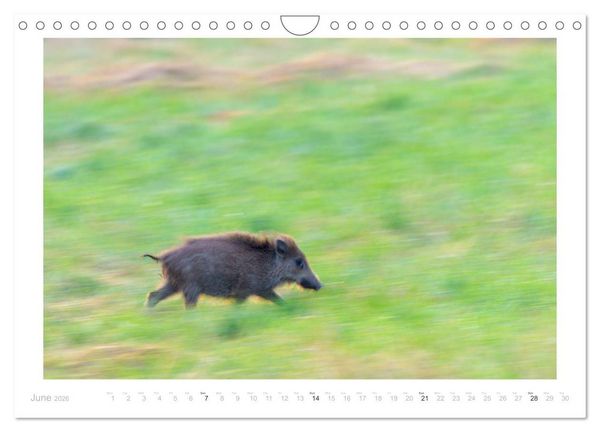 Produktbild: Wild Boars (Wall Calendar 2026 DIN A4 landscape), CALVENDO 12 Month Wall Calendar