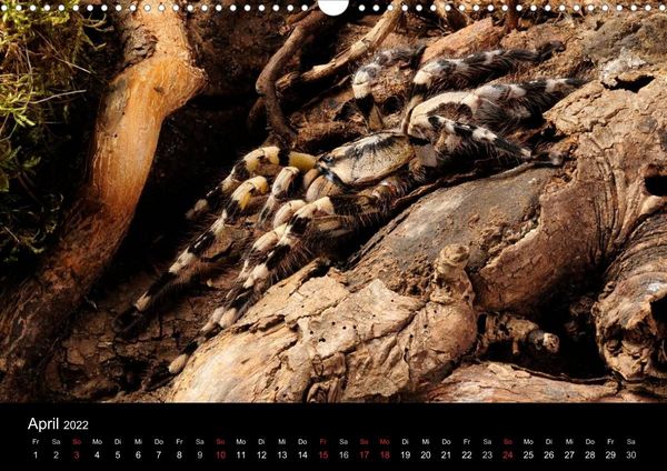 Produktbild: Vogelspinnen - Tarantulas (Wandkalender 2022 DIN A3 quer)
