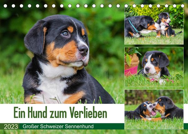 Ein Hund zum Verlieben – Großer Schweizer Sennenhund (Tischkalender 2023 DIN A5 quer)