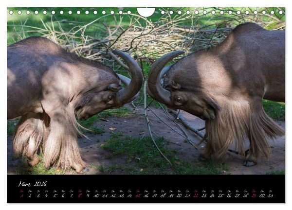 Produktbild: Tiergarten N&uuml;rnberg (Wandkalender 2026 DIN A4 quer), CALVENDO Monatskalender