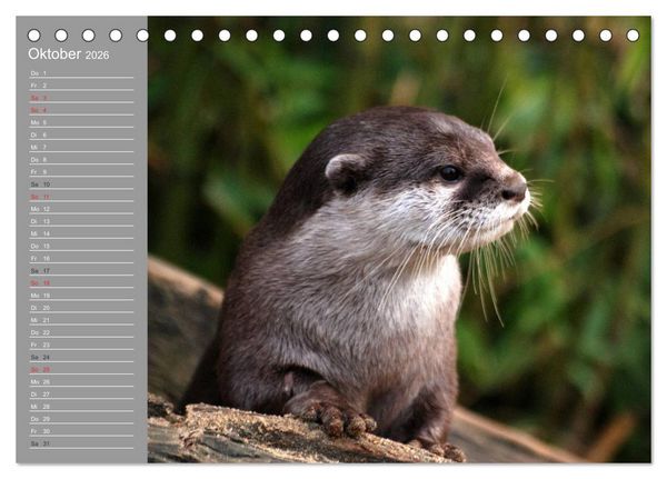 Produktbild: Otter. Frech, laut und clever (Tischkalender 2026 DIN A5 quer), CALVENDO Monatskalender