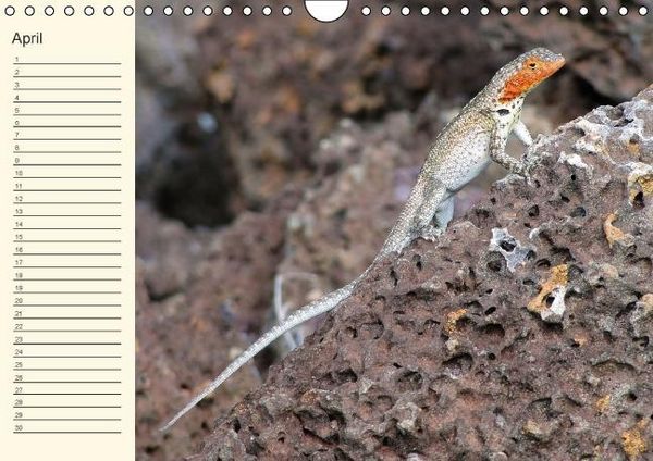 Produktbild: Gal&aacute;pagos Geburtstagskalender (Wandkalender immerw&auml;hrend DIN A4 quer)