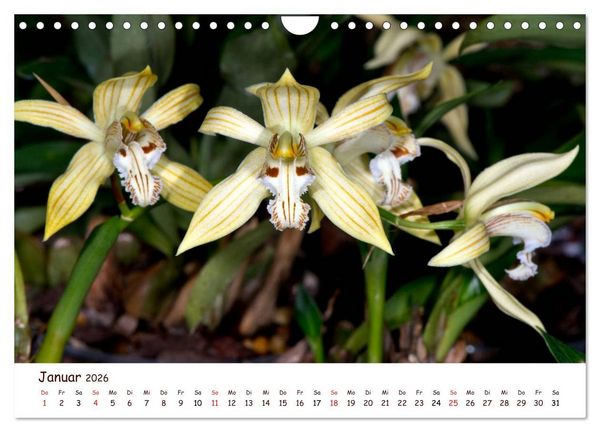 Produktbild: Orchideenzauber (Wandkalender 2026 DIN A4 quer), CALVENDO Monatskalender