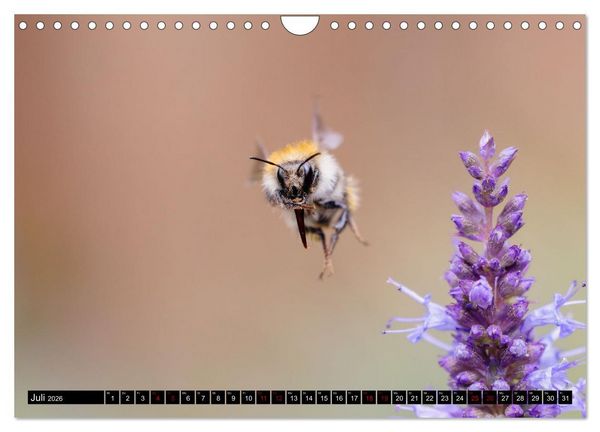 Produktbild: Hummeln - Flugaufnahmen eines faszinierenden Insekts (Wandkalender 2026 DIN A4 quer), CALVENDO Monatskalender