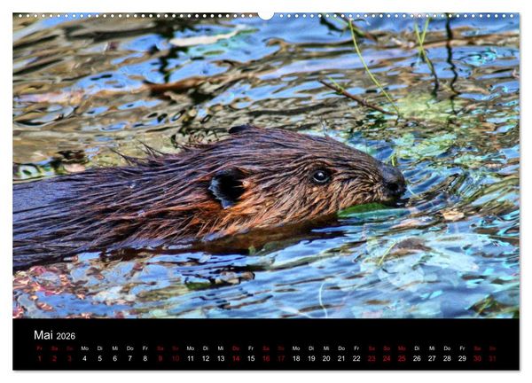 Produktbild: Das Leben der Biber (hochwertiger Premium Wandkalender 2026 DIN A2 quer), Kunstdruck in Hochglanz