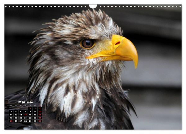 Produktbild: Greifv&ouml;gel, Eulen und K&auml;uze (Wandkalender 2026 DIN A3 quer), CALVENDO Monatskalender