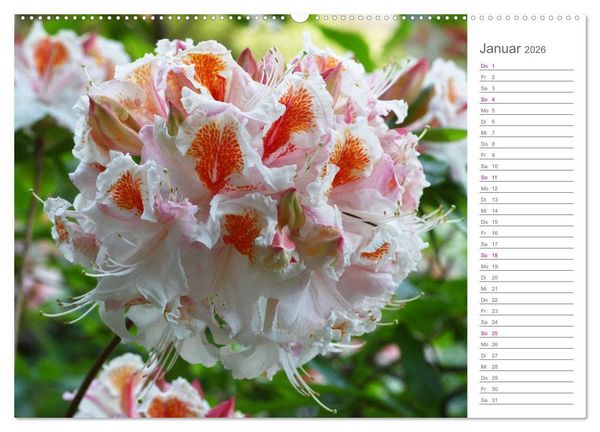 Produktbild: Rhododendron Sch&ouml;nheiten im Garten (hochwertiger Premium Wandkalender 2026 DIN A2 quer), Kunstdruck in Hochglanz