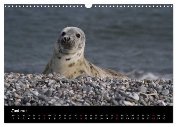 Produktbild: Kegelrobben und Seehunde (Wandkalender 2026 DIN A3 quer), CALVENDO Monatskalender