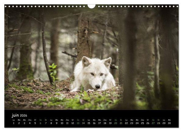 Produktbild: J'ai vu le loup (Calendrier mural 2026 DIN A3 vertical), CALVENDO calendrier mensuel