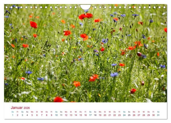 Produktbild: Mohnblumen (Wandkalender 2026 DIN A4 quer), CALVENDO Monatskalender