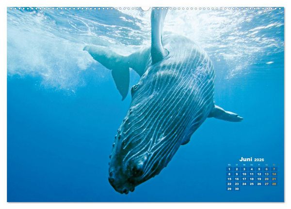 Produktbild: Buckelwale: Aus den blauen Tiefen der Ozeane (Wandkalender 2026 DIN A2 quer), CALVENDO Monatskalender