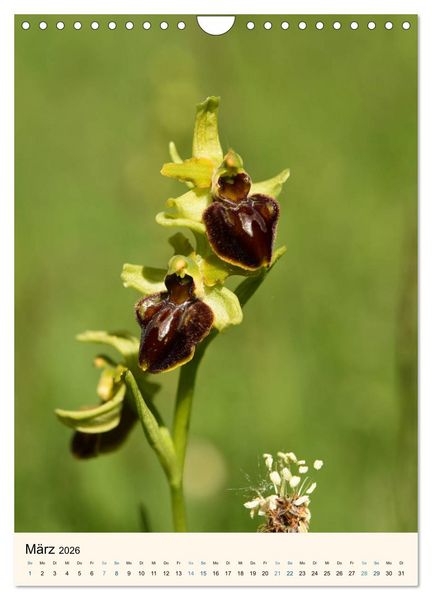 Produktbild: Einheimische Orchideen (Wandkalender 2026 DIN A4 hoch), CALVENDO Monatskalender