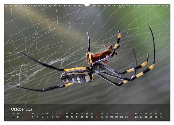 Produktbild: Faszination Spinnen (Wandkalender 2026 DIN A2 quer), CALVENDO Monatskalender