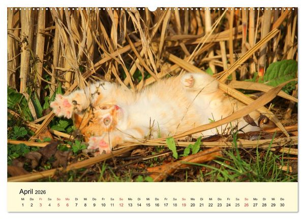 Produktbild: Putzige Katzenkinder. Drollige K&auml;tzchen entdecken die Welt! (Wandkalender 2026 DIN A2 quer), CALVENDO Monatskalender