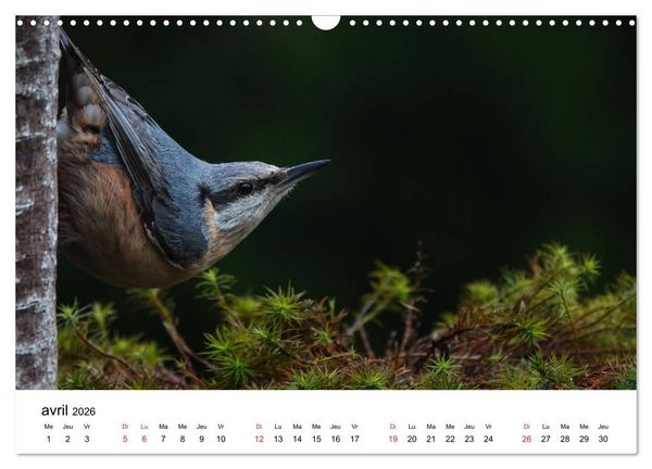 Produktbild: Oiseaux de nos villages en G&acirc;tinais (Calendrier mural 2026 DIN A3 vertical), CALVENDO calendrier mensuel